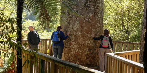 People on boardwalk beside ancient kauri tree