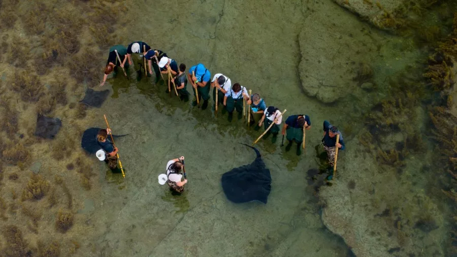 Aerial view of a reef tour group in a semi-circle observing stingrays with guides at Tatapouri, Gisborne