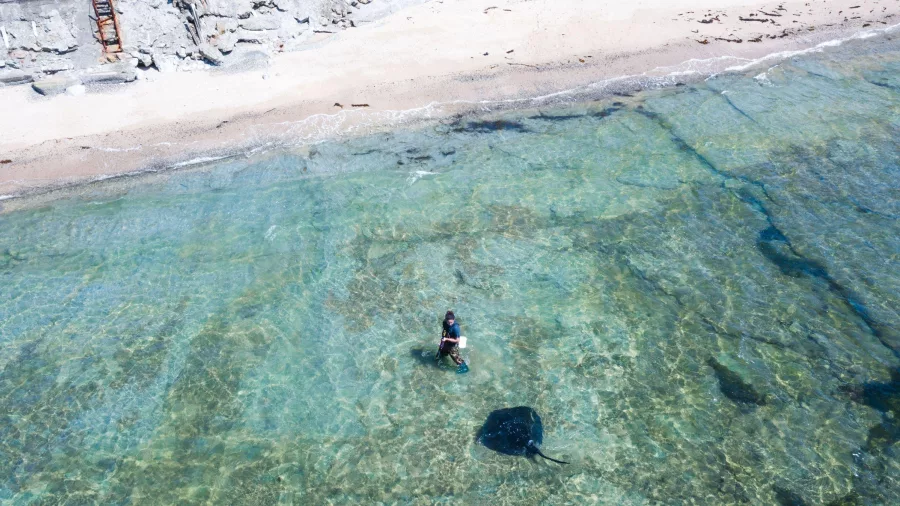 Person interacting with a wild stingray during the Reef Ecology Tour in Gisborne, New Zealand