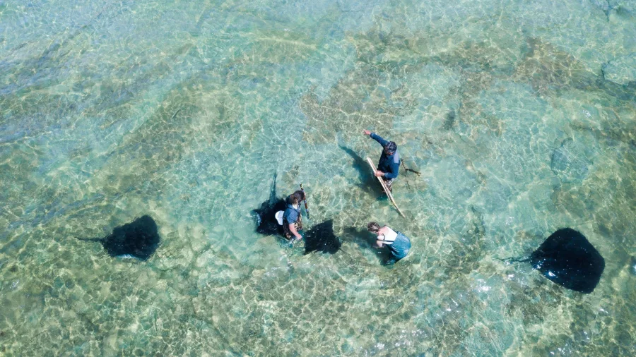Guided Reef Ecology Tour with family observing stingrays in shallow waters at Tatapouri