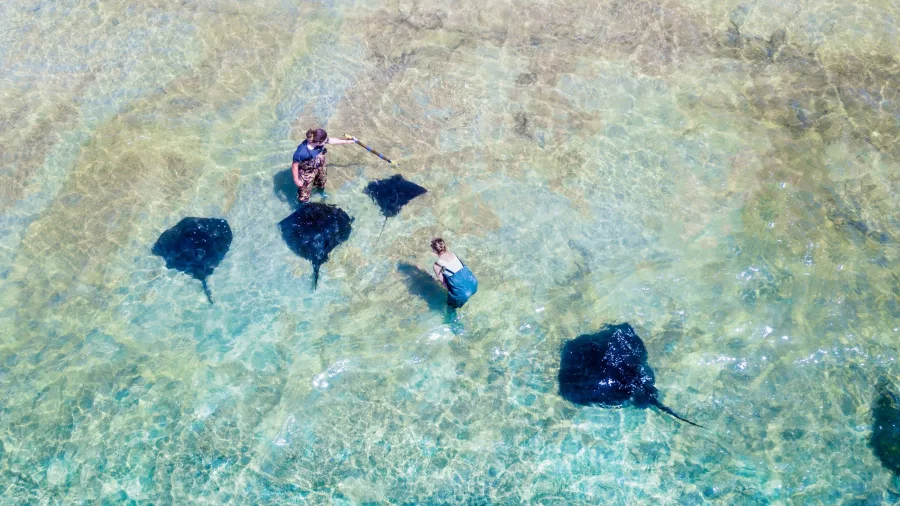 Aerial view of a guide walking across the reef with stingrays at Dive Tatapouri, Gisborne