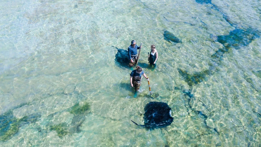 Overhead shot of people on reef tour surrounded by stingrays at Tatapouri, NZ