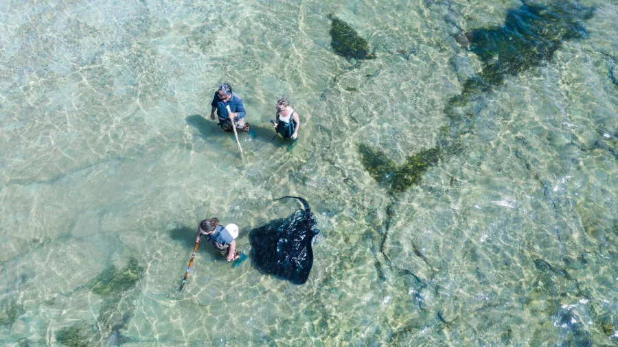 Visitors observing multiple stingrays during a reef walk on New Zealand’s East Coast
