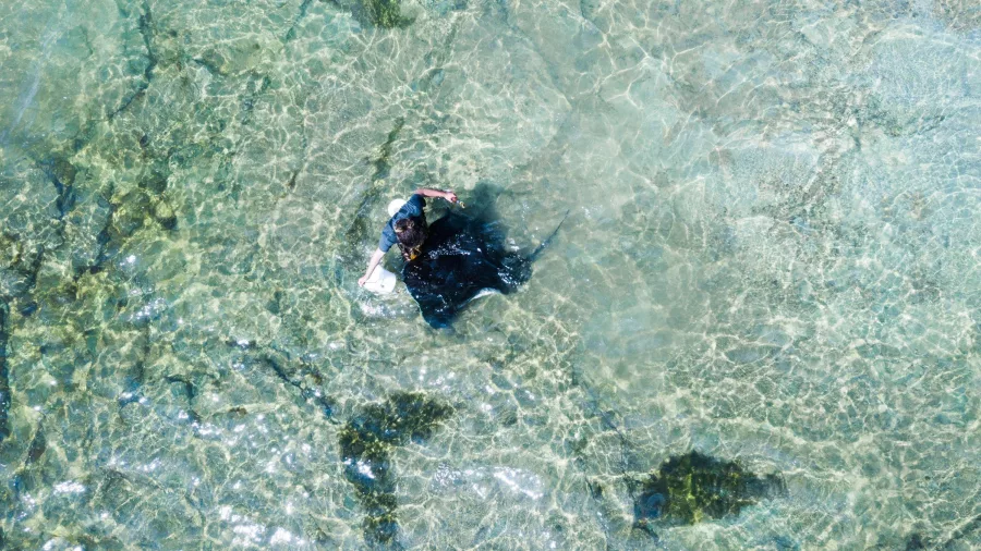 Local guide showing reef wildlife including stingrays to visitors at Tatapouri