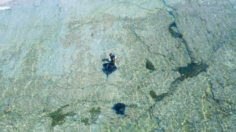 Aerial shot of person wading with stingray near the beach at Tatapouri, New Zealand