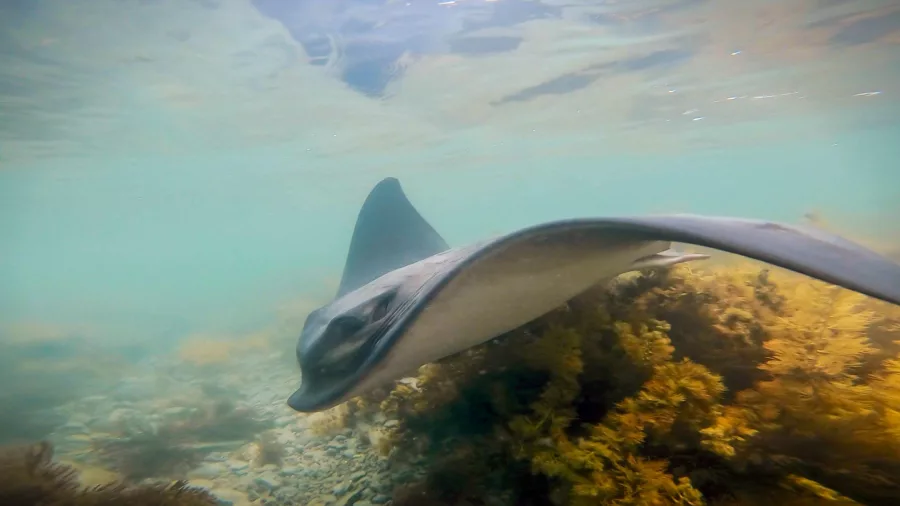 Close-up underwater view of a stingray swimming over seaweed-covered reef in Gisborne, New Zealand