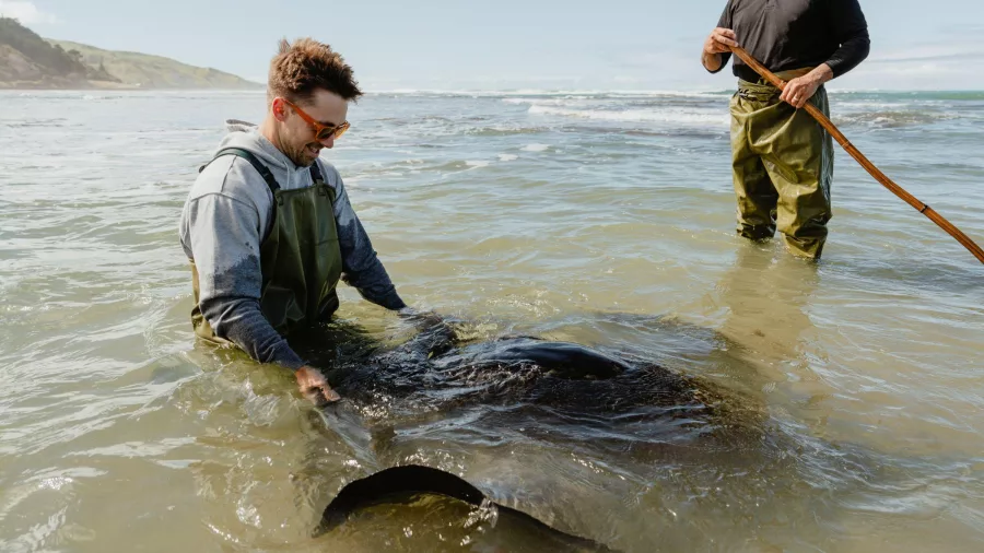 Visitor gently interacting with a stingray during a guided reef tour at Dive Tatapouri, Gisborne