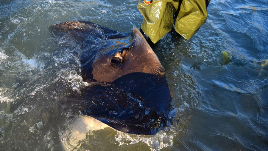 Close-up of a wild stingray surfacing near a visitor’s legs during the Reef Ecology Tour at Dive Tatapouri