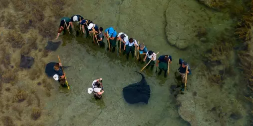 Aerial view of a reef tour group in a semi-circle observing stingrays with guides at Tatapouri, Gisborne