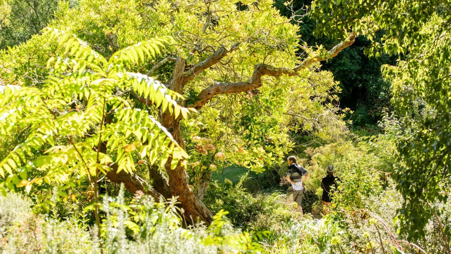 Visitors walking through vibrant green gardens under tall trees at Eastwoodhill Arboretum