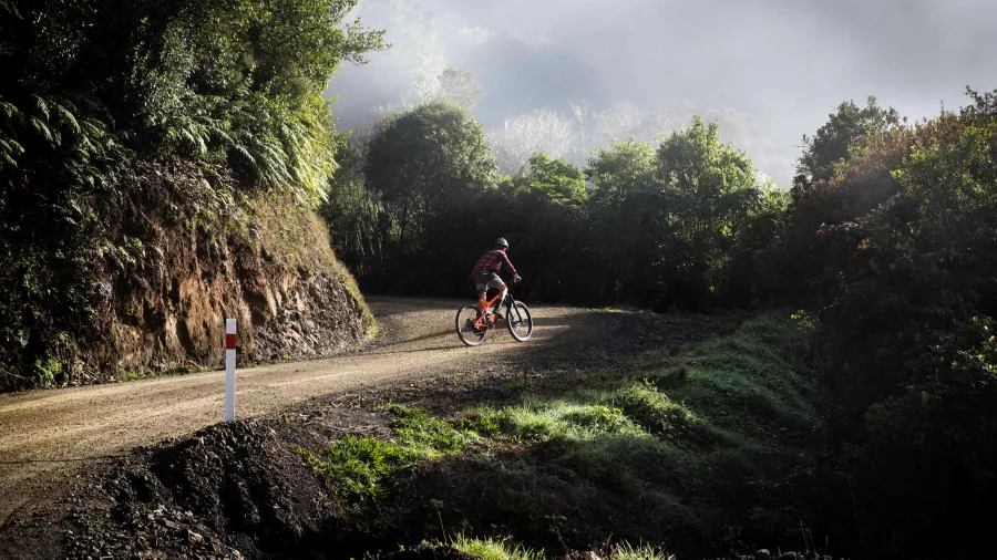 Cyclist riding through misty forest along a winding section of the Motu Road Trail