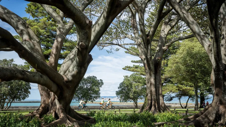 Riders weaving through majestic trees along the coast in Gisborne
