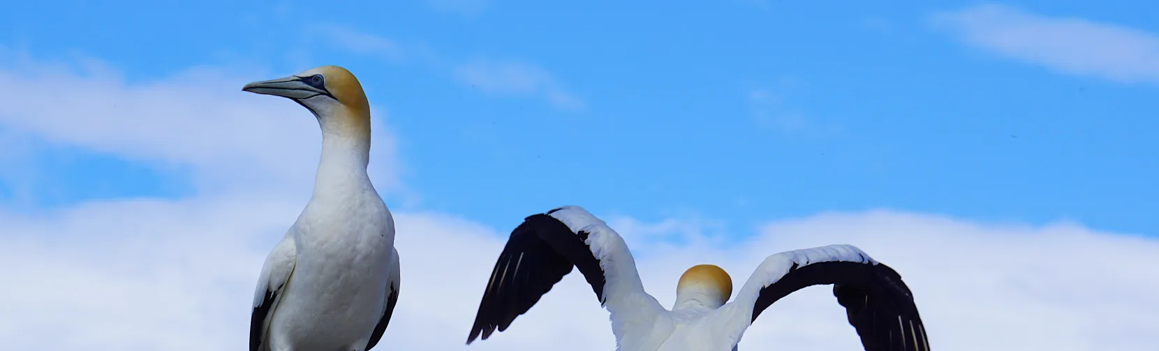 Australasian gannets on rocks at Cape Kidnappers, Napier, Hawke’s Bay