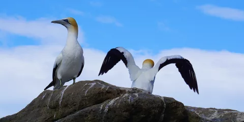 Australasian gannets on rocks at Cape Kidnappers, Napier, Hawke’s Bay