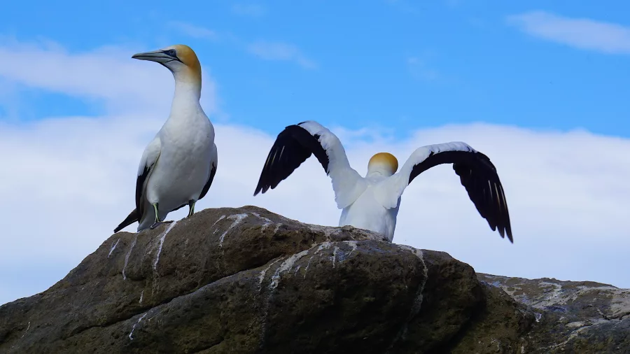 Australasian gannets on rocks at Cape Kidnappers, Napier, Hawke’s Bay