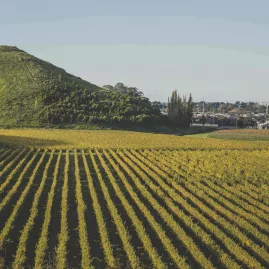 Mission Estate Winery vineyards with neat vine rows stretching toward a hillside in Hawke’s Bay