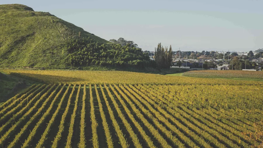 Mission Estate Winery vineyards with neat vine rows stretching toward a hillside in Hawke’s Bay