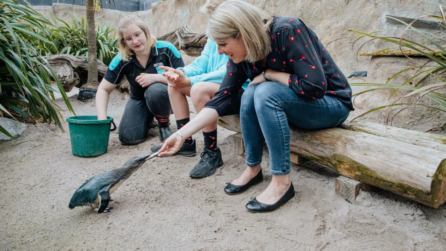 Visitor feeding a little blue penguin at the National Aquarium of New Zealand in Napier