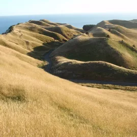 Winding track through golden grass hills leading to the sea at Cape Kidnappers