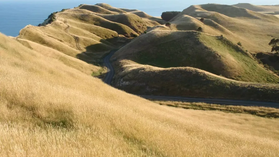Winding track through golden grass hills leading to the sea at Cape Kidnappers