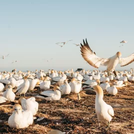 Australasian gannet landing among a large nesting colony at Cape Kidnappers