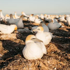 Close-up of Australasian gannets resting on the nesting grounds at Cape Kidnappers