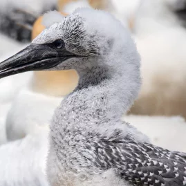 Young Australasian gannet with downy feathers at Cape Kidnappers colony