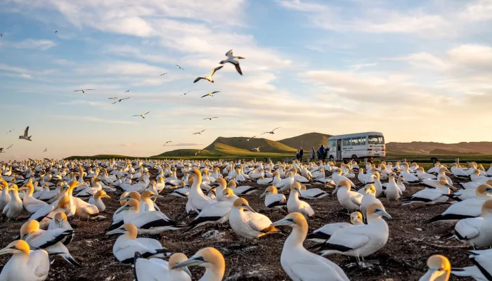 Golden hour light over gannets and Gannet Safaris bus at Cape Kidnappers