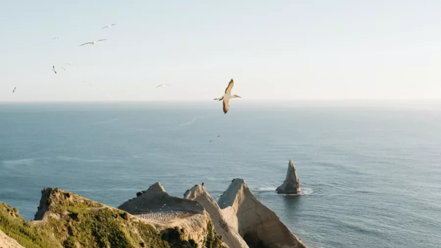 Australasian gannets gliding above the Pacific Ocean at Cape Kidnappers