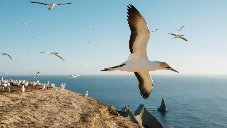 Australasian gannet gliding above the cliffs at Cape Kidnappers, New Zealand