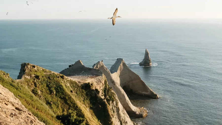 Dramatic view of nesting gannets perched on Cape Kidnappers’ sea cliffs