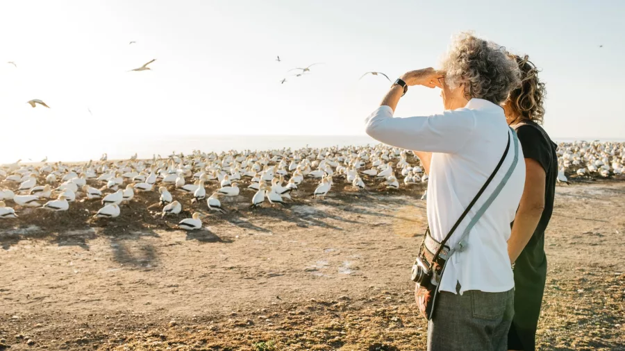 Two women observing the gannet colony at Cape Kidnappers at sunset