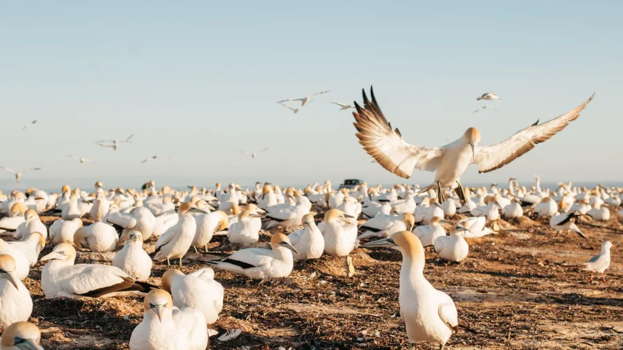 Australasian gannet landing among a large nesting colony at Cape Kidnappers