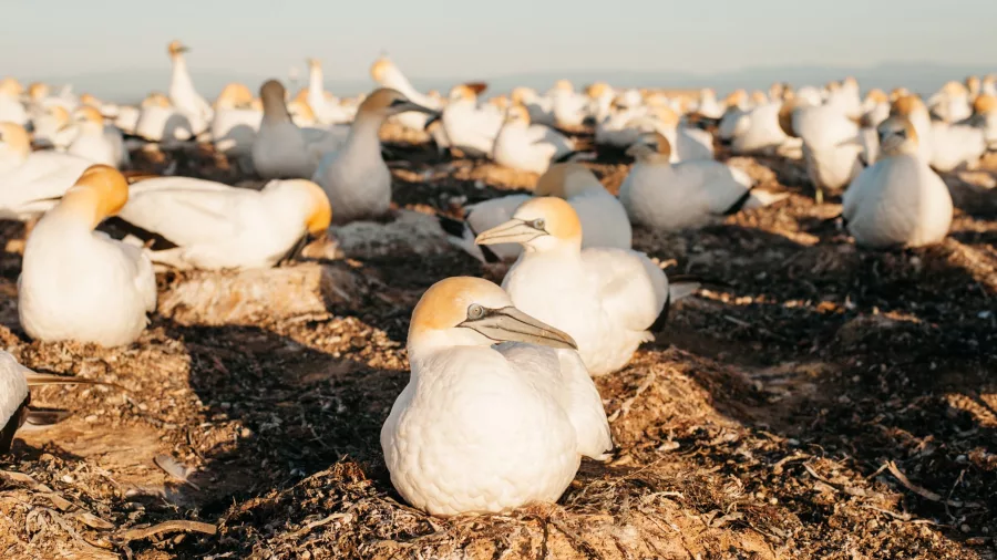 Close-up of Australasian gannets resting on the nesting grounds at Cape Kidnappers