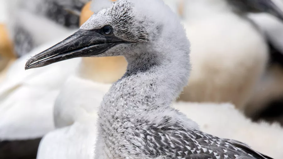 Young Australasian gannet with downy feathers at Cape Kidnappers colony