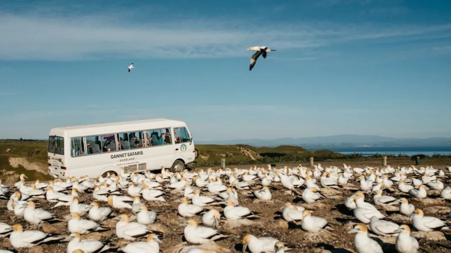 Gannet Safaris tour bus parked beside the nesting colony at Cape Kidnappers