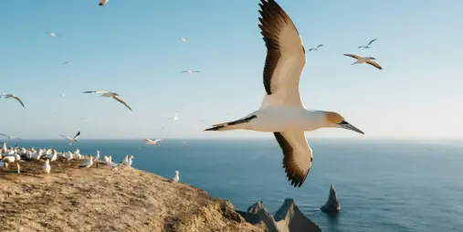 Australasian gannet gliding above the cliffs at Cape Kidnappers, New Zealand