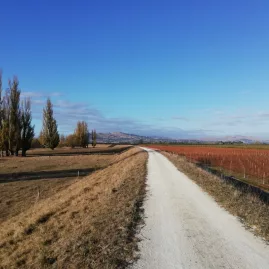 White gravel cycle trail through autumn-coloured vineyards in Hawke’s Bay with mountains in the background