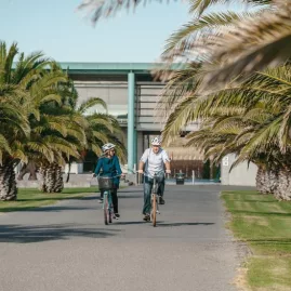 Cyclists riding under palm trees from Elephant Hill Winery along the Cape Coast cycle trail