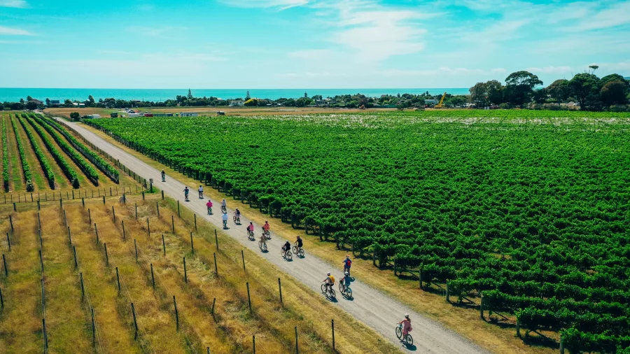 Cyclists riding through vineyard rows at Te Awanga Estate on the Hawke’s Bay Cycle Trails