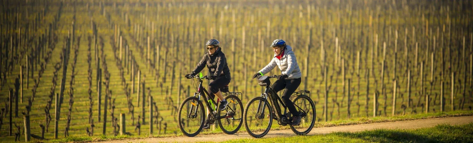 Two cyclists riding through vineyard trails in Hawke’s Bay