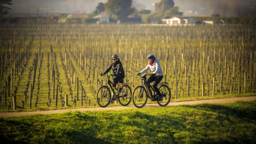 Two cyclists riding through vineyard trails in Hawke’s Bay
