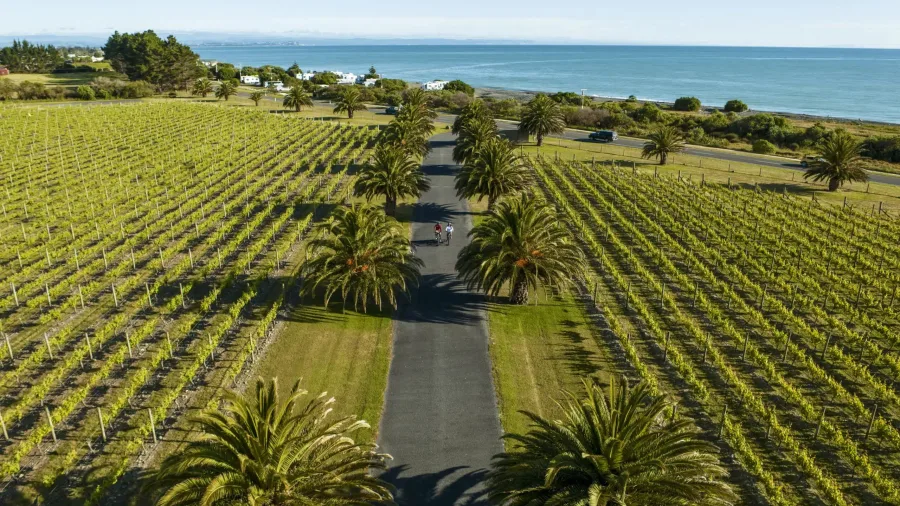 Palm-lined driveway at Elephant Hill Winery with ocean views and vineyards in Haumoana