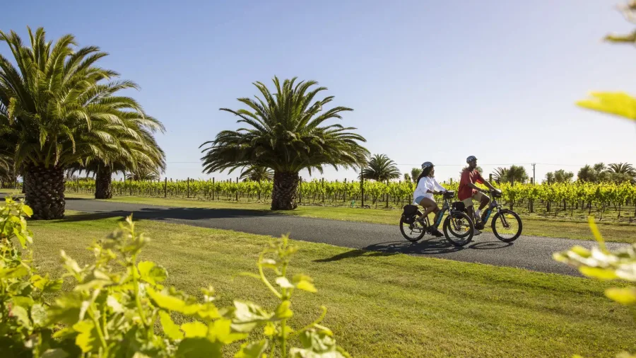 Cyclists riding a vineyard trail lined with palm trees in sunny Hawke’s Bay