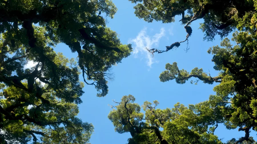 Looking up through the native forest canopy in Te Urewera National Park, Hawke’s Bay