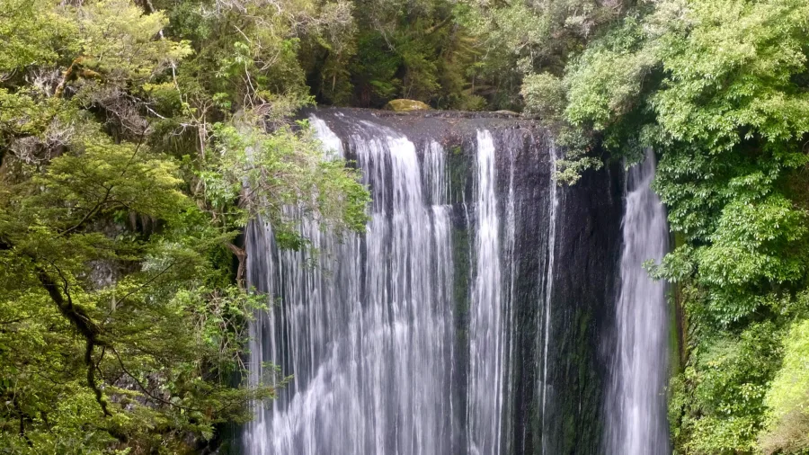 Korokoro Falls surrounded by native bush in Te Urewera National Park, Lake Waikaremoana