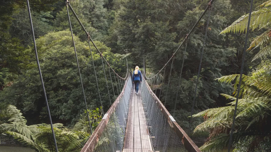 Solo hiker on a forest swing bridge in Te Urewera along the Lake Waikaremoana Great Walk