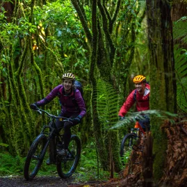 Two cyclists riding through lush native forest on Old Coach Road