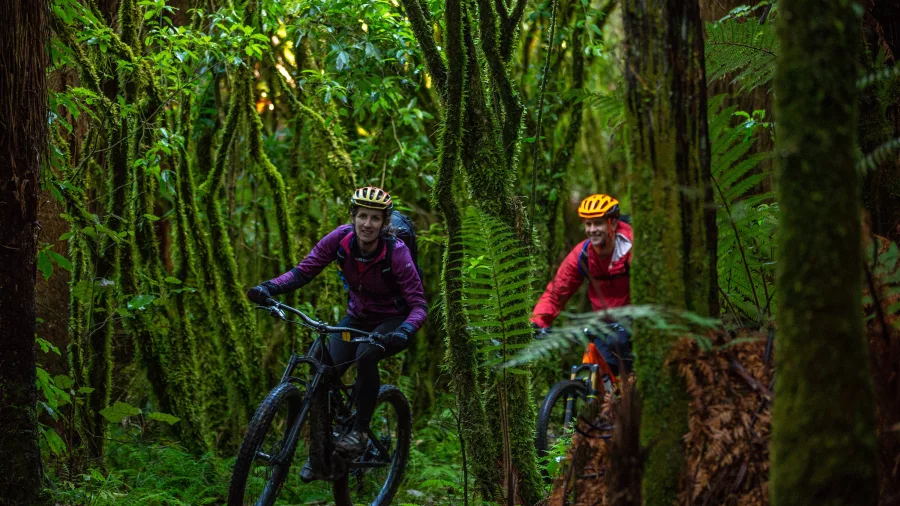 Two cyclists riding through lush native forest on Old Coach Road