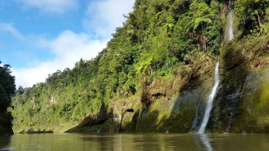 Waterfall flowing down mossy sandstone cliffs into the Whanganui River